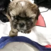 シーズー