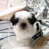 シーズー