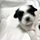 シーズー