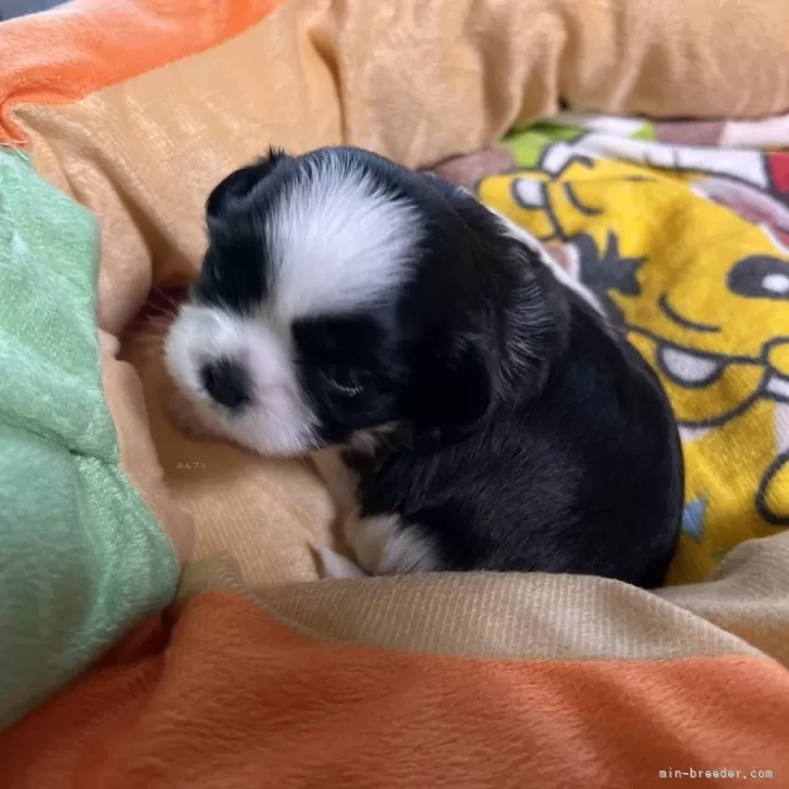 まめちゃん 様のお迎えした子犬