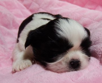 シーズー【愛媛県・女の子・2018年4月13日・ゴールド・ブラック&ホワイト】の写真「可愛い不思議ちゃんです♪」