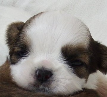 シーズー【愛媛県・女の子・2019年4月2日・ホワイト&ゴールド】の写真「優しくて可愛いお顔の女の子です。」