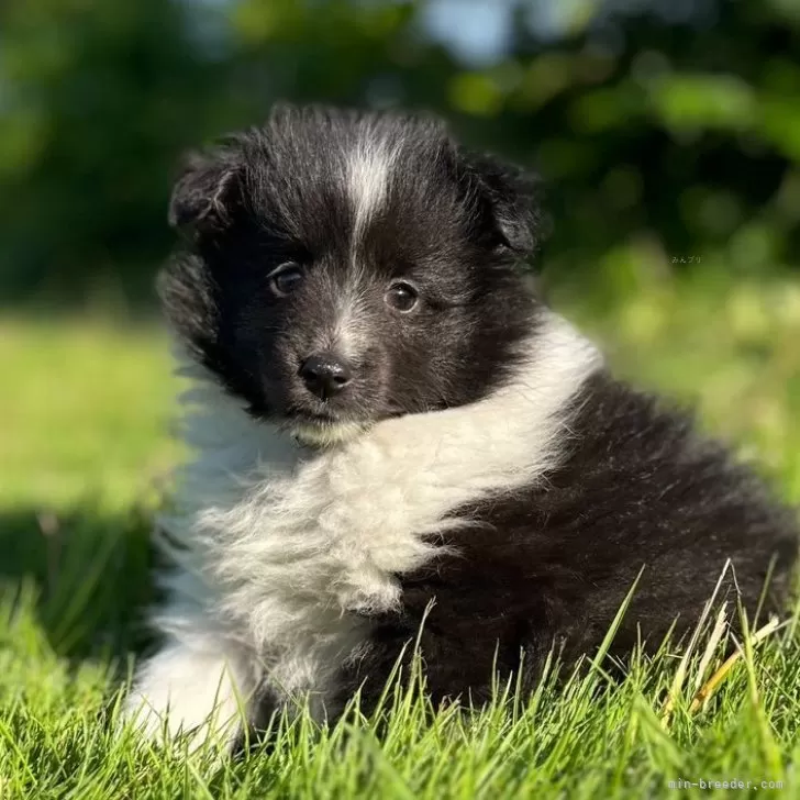 ID：2506-07650の子犬