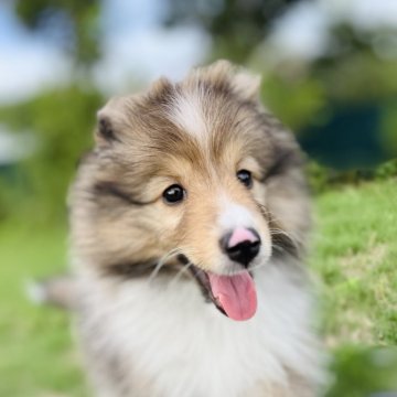 シェットランドシープドッグ【神奈川県・男の子・2025年7月20日・セーブル】の写真「顔がとても愛らしい元気いっぱいな男の子です」