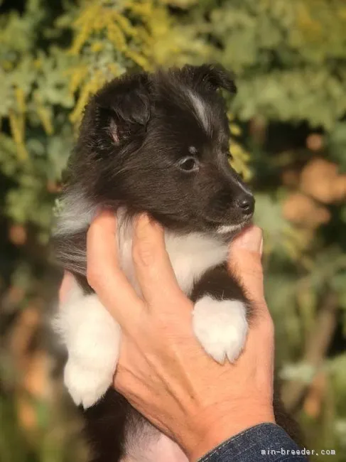 ID：1901-01178の子犬