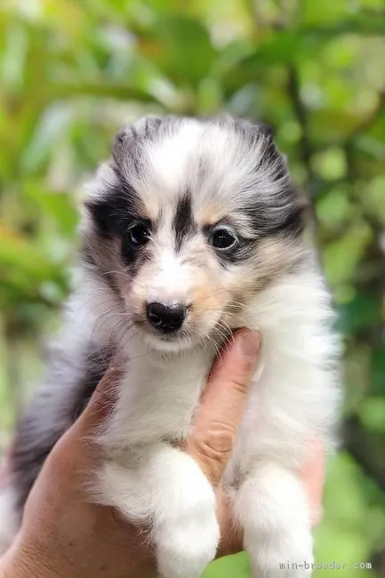 ID:1708-01714の子犬