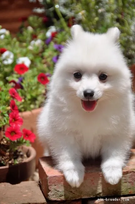 ID:2006-00964の子犬