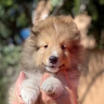シェットランドシープドッグ【神奈川県・男の子・2022年8月22日・セーブル】の写真「毛吹きも良く、モコモコのシェルティになりそうです。」