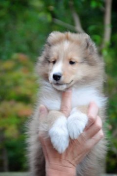 シェットランドシープドッグ【神奈川県・男の子・2019年9月10日・セーブル】の写真「ご覧の通りイケメンです。」