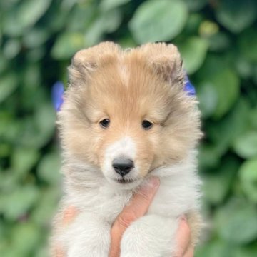 シェットランドシープドッグ【神奈川県・女の子・2024年8月1日・セーブル】の写真「明るく人懐っこい性格です」