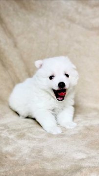 日本スピッツ【神奈川県・女の子・2019年7月18日・ホワイト】の写真「真っ白モコモコの女の子です。」