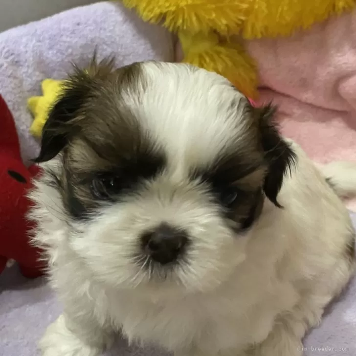ID：2411-02494の子犬