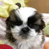 シーズー