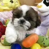 シーズー