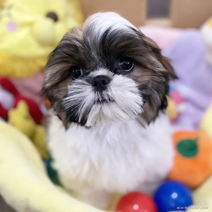 ID：2302-01207の子犬