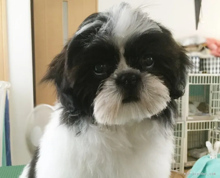 ID：1705-00845の子犬