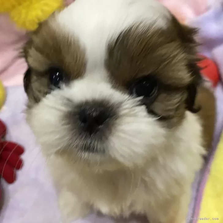 ショウジ 様のお迎えした子犬