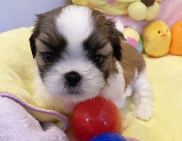 シーズー【京都府・女の子・2020年12月15日・ゴールド&ホワイト】の写真「穏やかな美人さん♡」