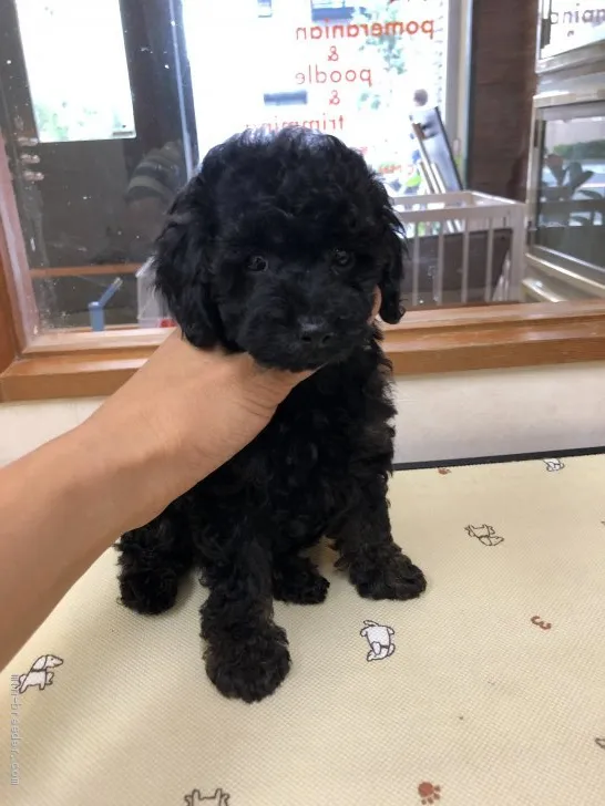 ID：1908-01012の子犬