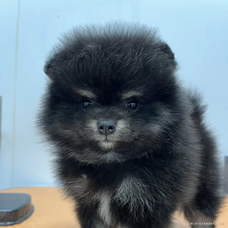 ID：2410-02840の子犬
