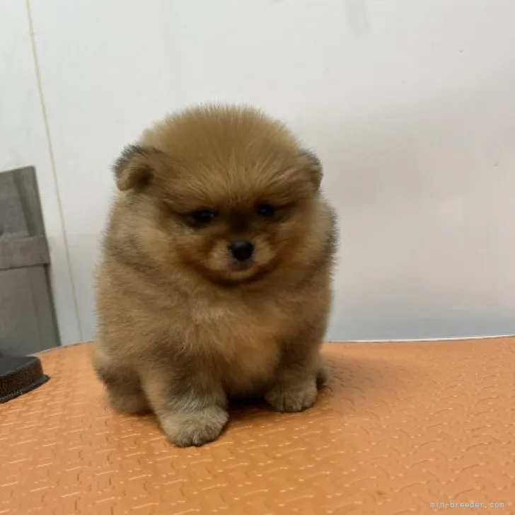 フ－ 様のお迎えした子犬