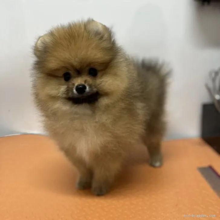 R.N 様のお迎えした子犬