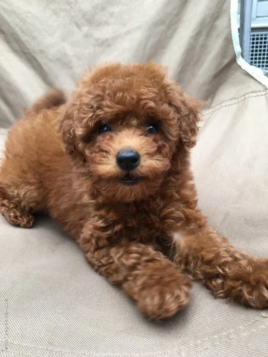 ID：1705-00529の子犬