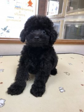トイプードル(タイニー)【大阪府・女の子・2019年6月21日・ブラック】の写真「♡ブラックの女の子♡」