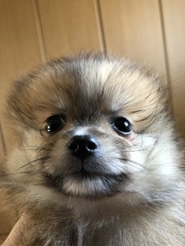 ポメラニアン【大阪府・女の子・2018年8月16日・オレンジ】の写真「元気なオレンジの女の子🧡」
