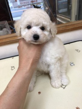 トイプードル(トイ)【大阪府・女の子・2019年3月21日・ホワイト〜クリーム】の写真「でっかいですが可愛いです♡」