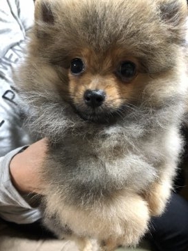 ポメラニアン【大阪府・男の子・2018年6月25日・オレンジセーブル】の写真「血統優秀！セーブルの男の子！」