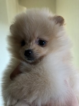 ポメラニアン【大阪府・女の子・2018年12月20日・クリーム】の写真「クリーム女子！可愛いですよ！」