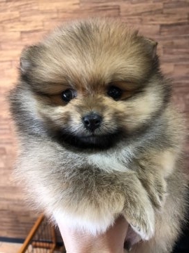 ポメラニアン【大阪府・男の子・2018年12月18日・オレンジ】の写真「可愛いおデブさん＾＾」