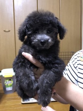 トイプードル(トイ)【大阪府・男の子・2018年4月18日・シルバー】の写真「父はJKC CHです！少々、大きくなってきました＾」