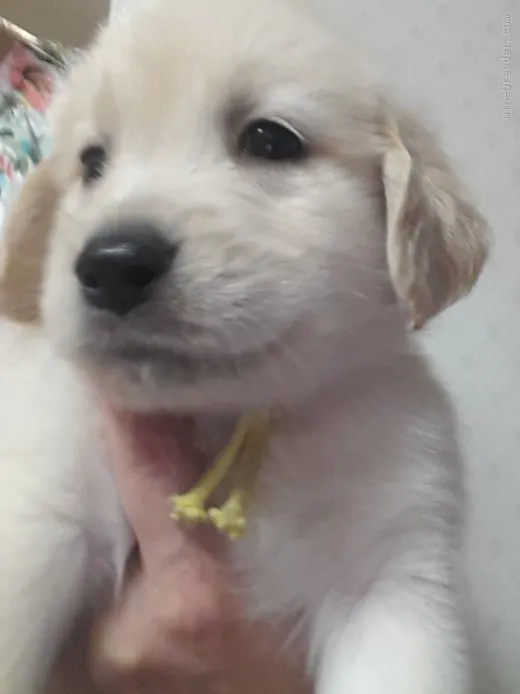 ID:1508-01252の子犬