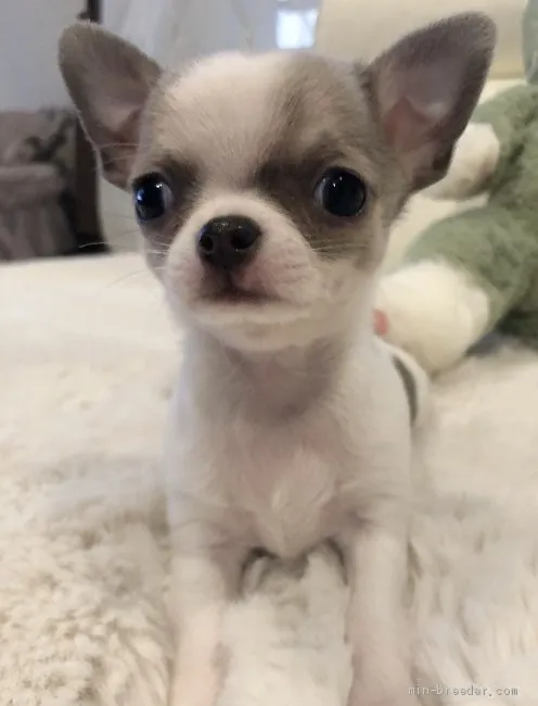 ID：2103-01751の子犬