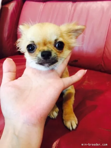 ID:1504-00548の子犬
