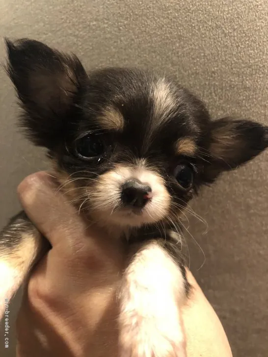 ID:1912-00408の子犬