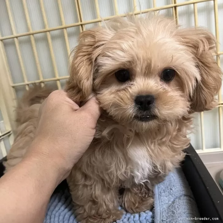 ID:2501-00979の子犬
