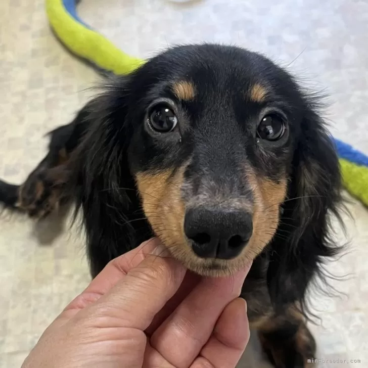 ID:2410-06975の子犬