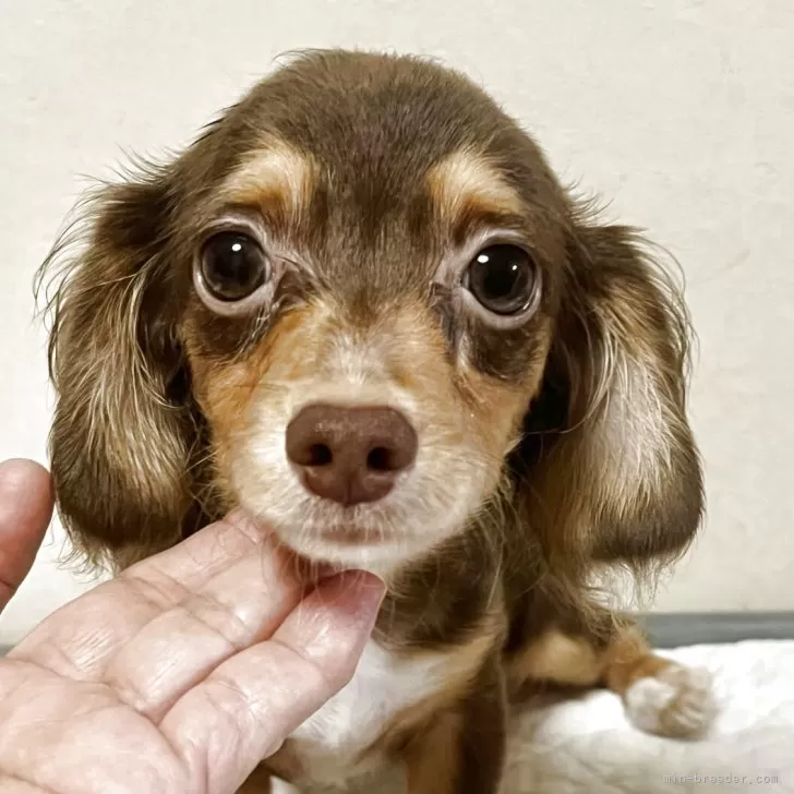 ID：2508-00275の子犬