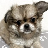 ペキチワ(チワワ×ペキニーズ)