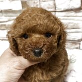 トイプードル(トイ)