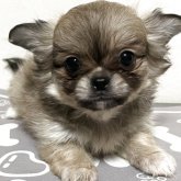 ペキチワ(チワワ×ペキニーズ)