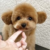 トイプードル(ティーカップ)