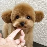 ティーカッププードル