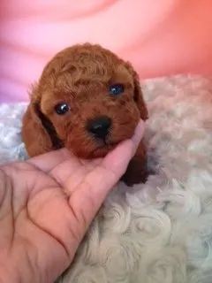 ID:1604-01085の子犬