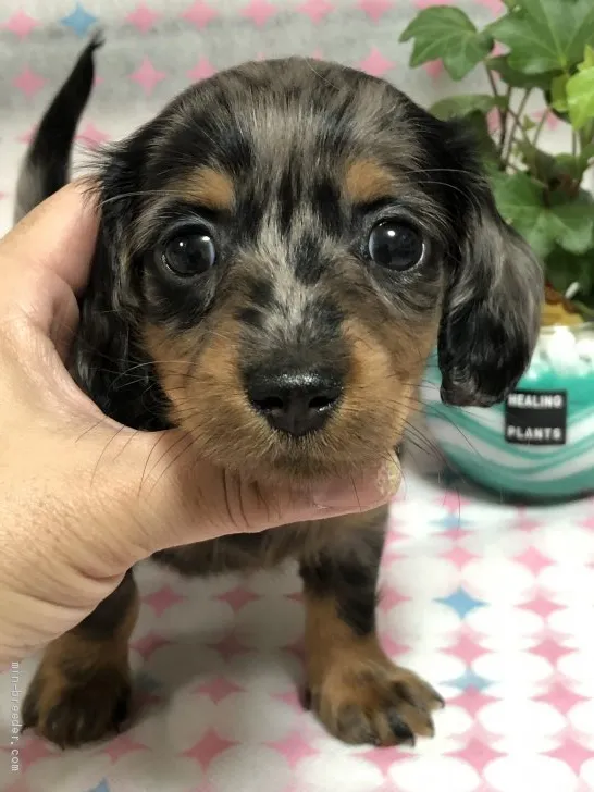 ID:2102-02168の子犬