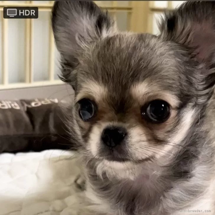 ID:2406-02092の子犬