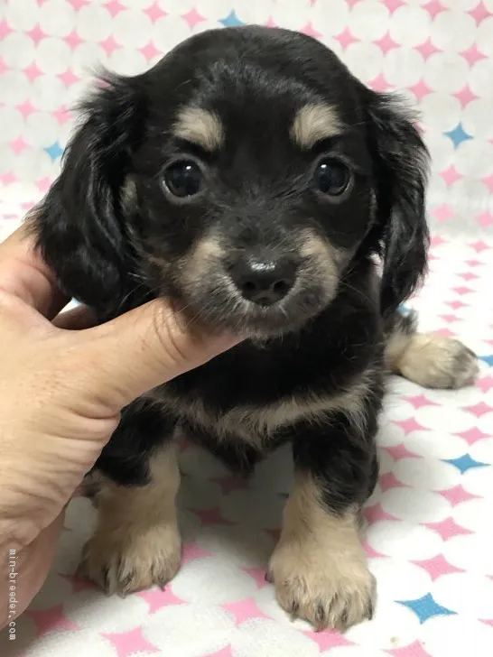 ID:2008-00788の子犬